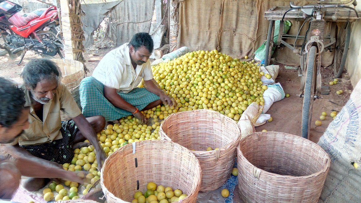 This eNAM In Andhra Pradesh’s Nellore District Is Yet To Embrace Digital Governance