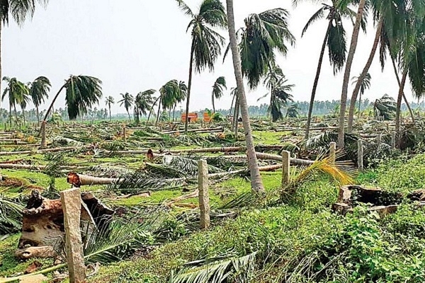 Cyclone Gaja devastation (@Devakavi2017/Twitter)