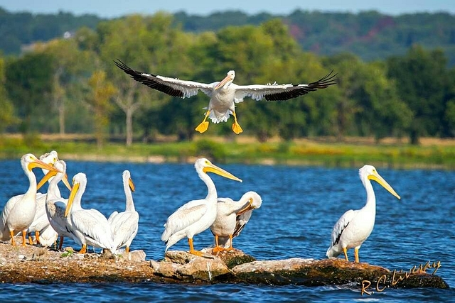 Pelicans. (@yes4success1/Facebook)