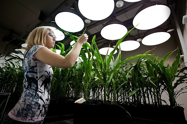 ‘Modified’ Green Revolution? Indian Farmers Can Now Use Next-Gen Seeds After SC Ruling In Monsanto Patent Case