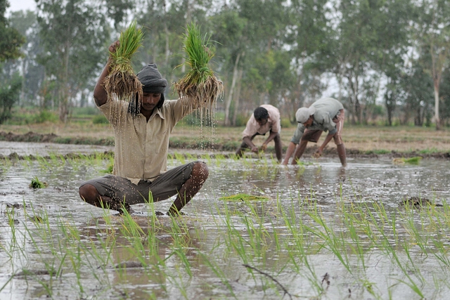 Farmers plants paddy saplings in a field in village Ranbir Sing Pura in Jammu. (Nitin Kanotra /Hindustan Times via GettyImages)