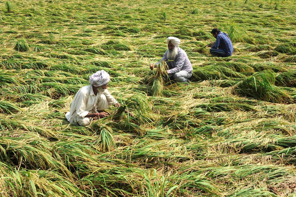 Soil Health Card Scheme Increases Farm Income Up To Rs 30,000 Per Acre, Boosts Production, Shows Study