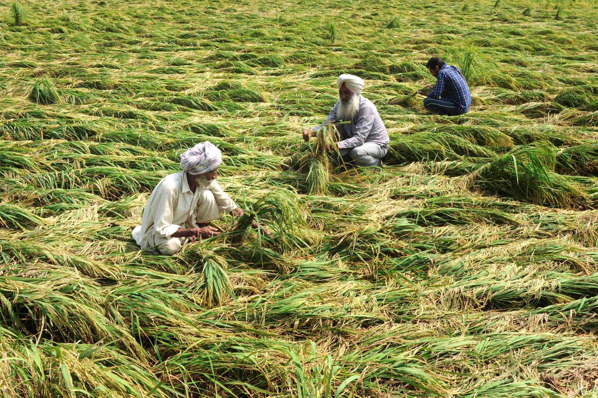 Farmers.&nbsp;