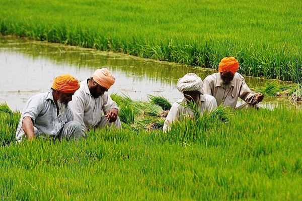 Farmers working in fields (Bharat Bhushan/Hindustan Times via Getty Images)