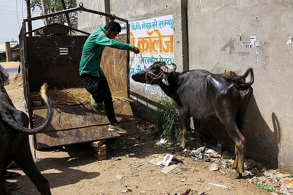 An Indian man unloads a buffalo near an abattoir in Meerut. (Picture for representation)