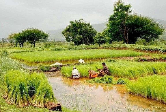 Farmers in a paddy field (Ramnath Bhat/Flickr/WikiCommons)