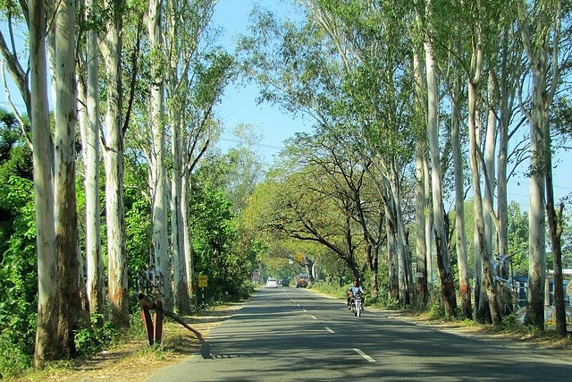 Eucalyptus trees