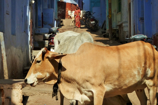 Crackdown on illegal slaughterhouses