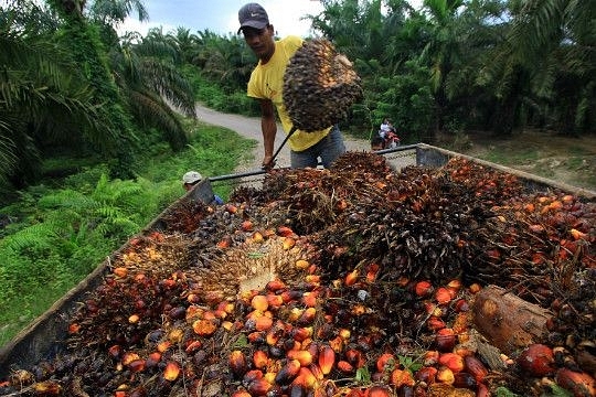 Govt Reduces Import Duty On Crude Palm Oil To Lower Retail Prices Of Edible Oil
