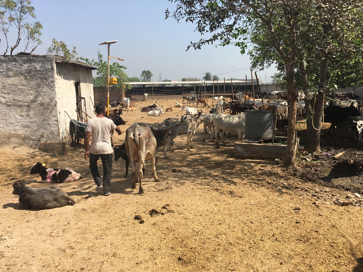 A temporary cow shelter in Bisada.