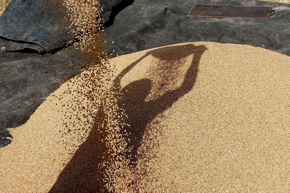 Govt To Procure Over 427 Lakh Metric Tonne Wheat During Rabi Marketing Season 2021-22