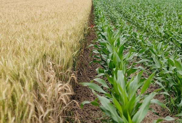 A crop field. (Unsplash/Henry Be)