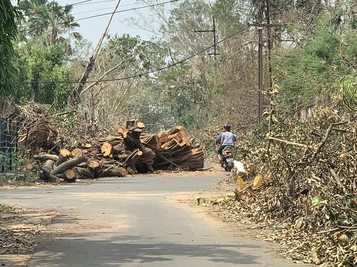 Fani Fury: Bhubaneswar Lost Over 10 Lakh Trees Due To Cyclone Impact
