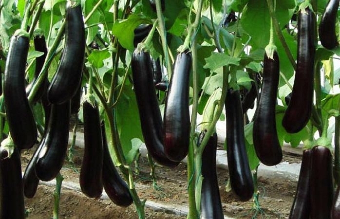 Haryana Finds Itself At Centre Of A Bt Brinjal Controversy But Real Culprit Might Be Bangladesh
