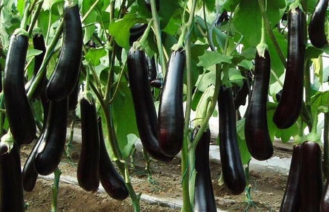 Brinjal farming.