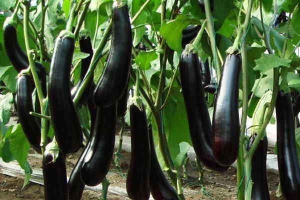 Brinjal farming