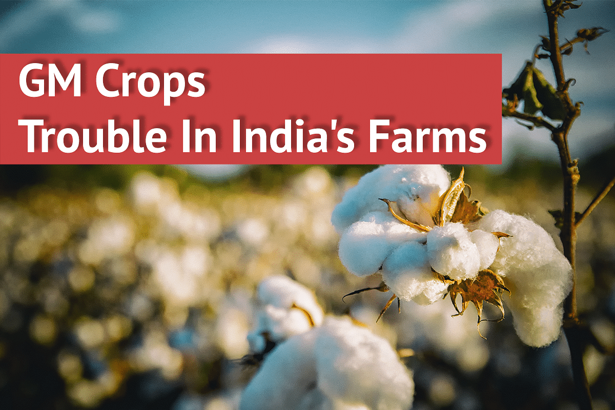 GM Crop Cultivation: What’s Making India’s Farms Seem Like Genetic Minefields?