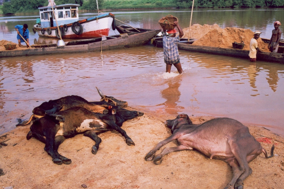 Cattle slaughtered at a riverside in coastal Karnataka (Pic by Manju Neereshwallya)