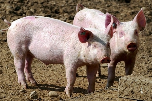 Pigs - Representative Image (ramboldheiner/Pixabay)