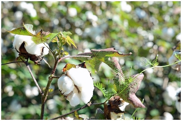 Cotton plant, Ware County, Georgia, US (<a href="https://commons.wikimedia.org/wiki/User:Bubba73">Bubba73</a>/Wikipedia)