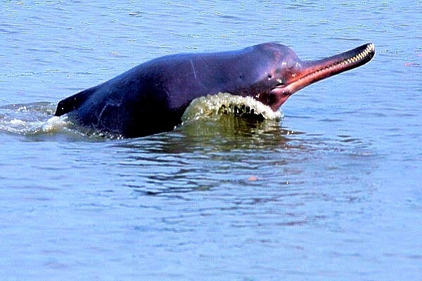 Bengal: As Gangetic Dolphin Returns To Hoogly River, Men Torture Infant Dolphin To Death, Upload Video