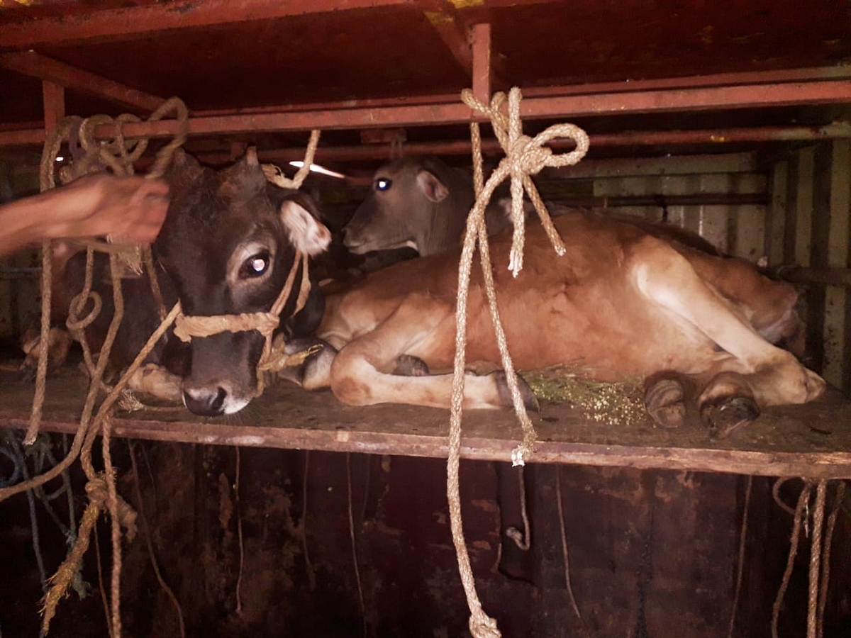 Cows at a slaughterhouse in Dakshina Kanada district. (Pic by Manju Neereshwallya)
