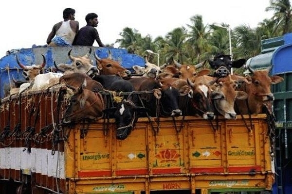 Decoding The Desperation Of Bangladeshi Cattle Smugglers  