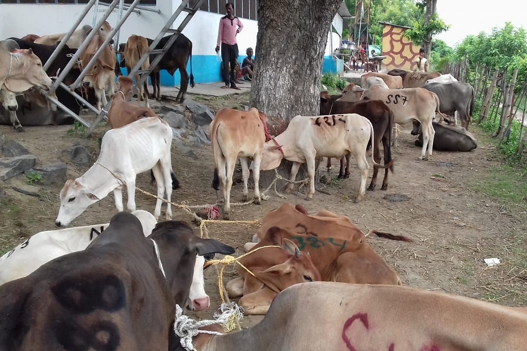 Cattle Smugglers Abduct Girl Along With Animals In Uttar Pradesh: Report