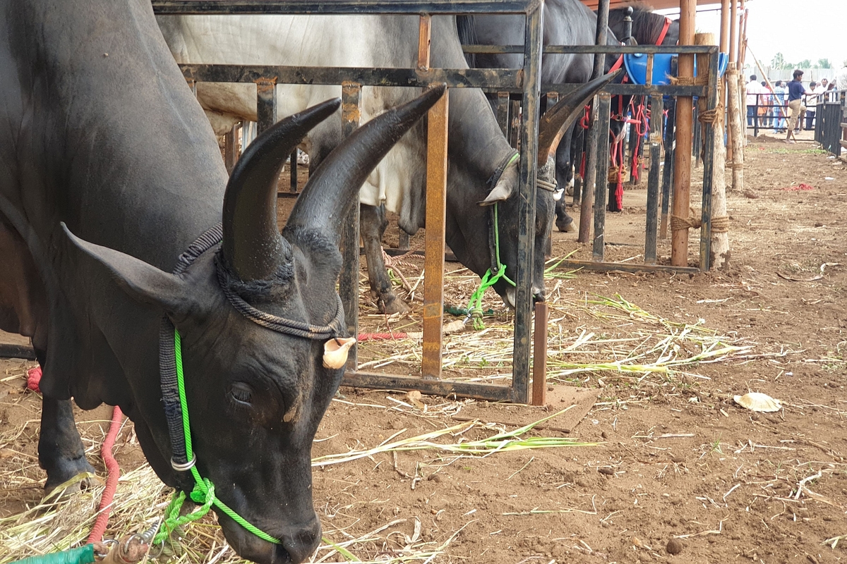 Anthiyur Cattle Fair: Where The Best Native Cattle Breeds Turn Up
