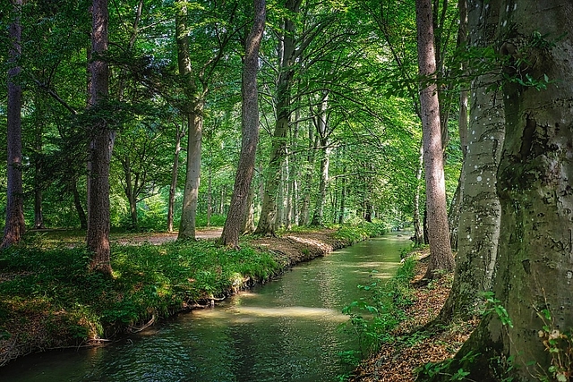 Agroforestry along river banks