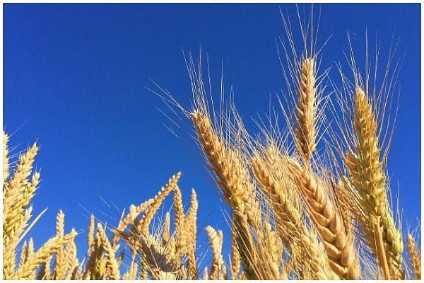 How Ad Hoc Policies Are Hurting Exports Of Agricultural Products From India