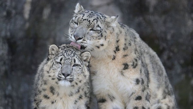 Snow Leopards (bouchakame/Snow Leopard Trust/Twitter)