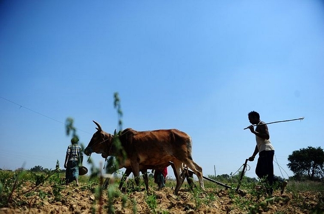 A farmer tilling his land.&nbsp;