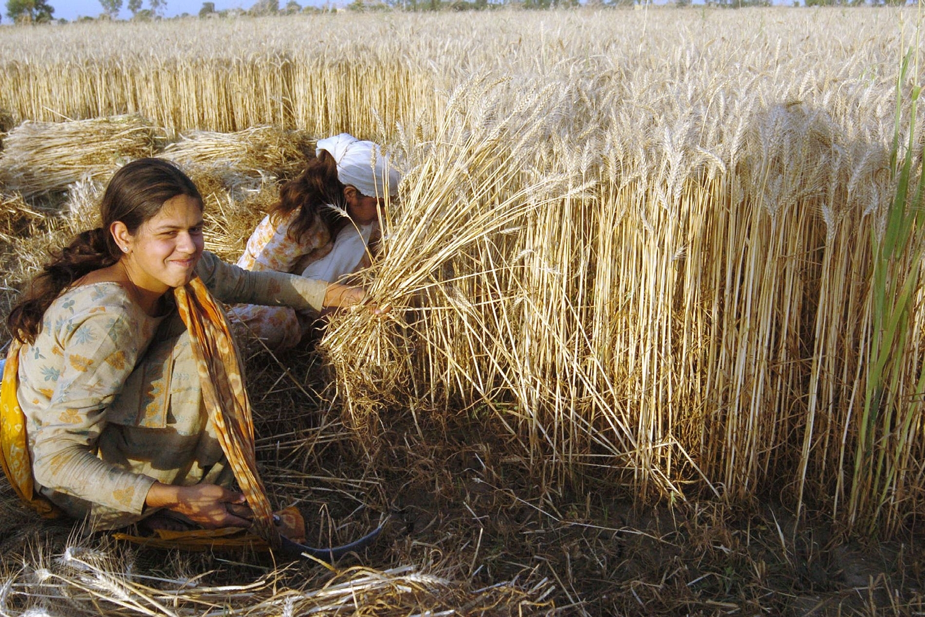 A field in Haryana