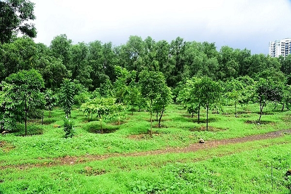 Trees planted by MMRC (@AshwiniBhide/Twitter)