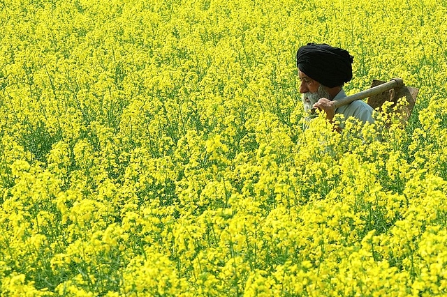 A farmer walks through a mustard field in Baranvillage near Patiala. (STRDEL/AFP/GettyImages)