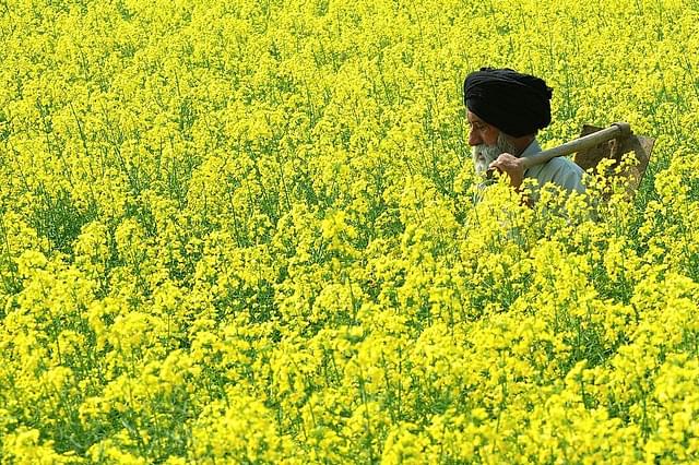 How Excess Post-Monsoon Rains In The Country Are Set To Boost Production Of Rabi Crops