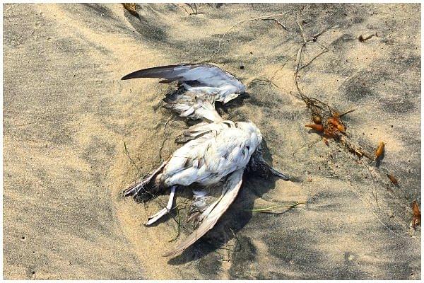 With Confirmation Of Bird Flu Spread In Kerala, HP, MP And Rajasthan, Govt Asks All States To Be Prepared For Any Eventuality