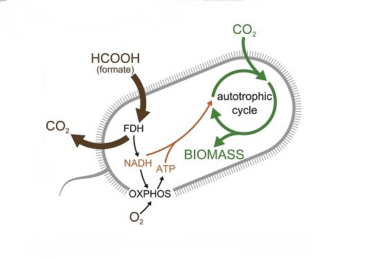 Engineered and evolved autotrophic E.Coli (Pic Via Cell Journal)