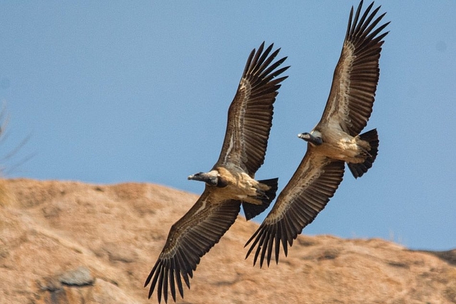 Indian vultures in Ramanagara, Karnataka.