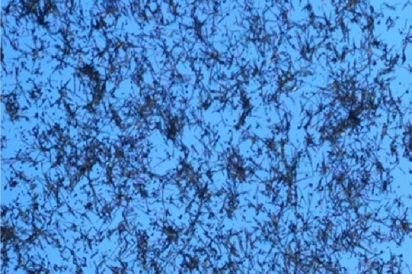Optical micrograph image of nanowire network layout after drop-cast deposition on a SiO2 substrate (Pic via Scientific Reports Website)
