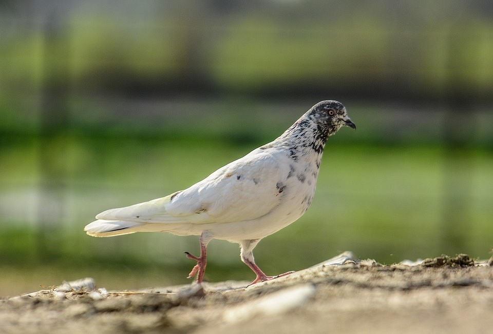 Pakistani ‘Spy’ Pigeon Carrying Coded Message Captured Along International Border In Kashmir