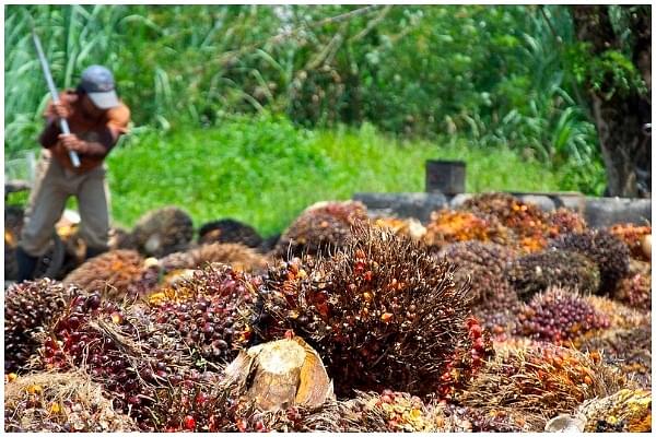 India Cancels Palm Oil Imports From Nepal, Bangladesh; Signals Tough Action Against Misuse Of Free Trade Agreement