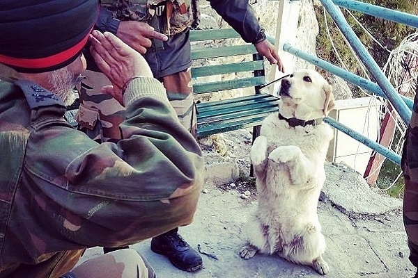 A service canine dog of Indian Army (Pic via Twitter)