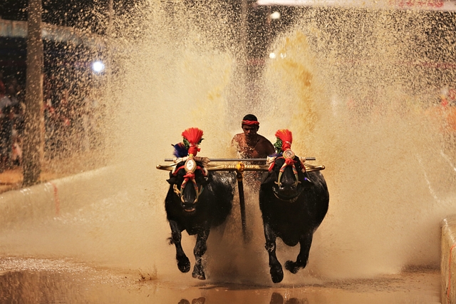 Mangaluru Kambala 2020(Photo: HB/Mangaluru Kambala)