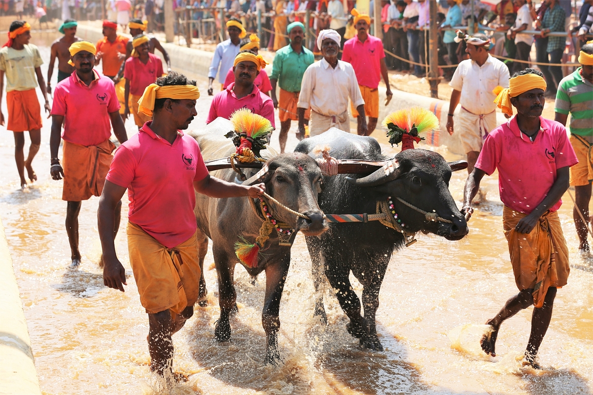 It takes a huge team to manage a pair of bulls every Kambala(Photo: Mangaluru Kambala)