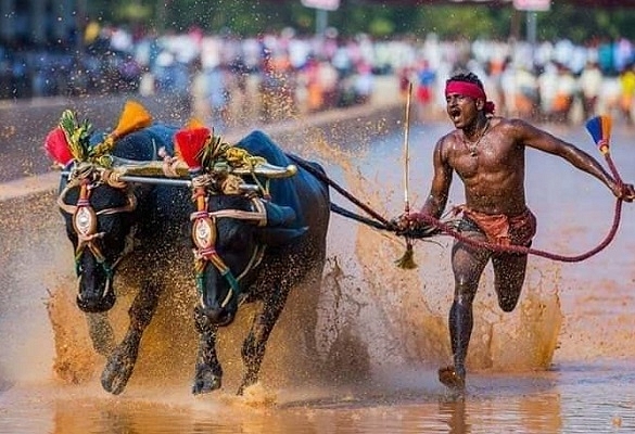 Kambala Jockey Srinivasa Gowda