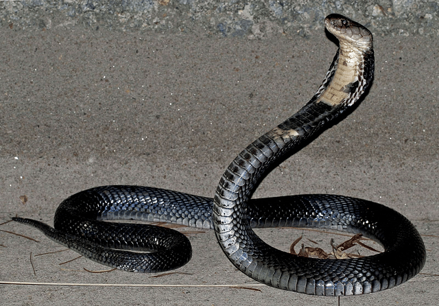 Naja Atra (the Chinese cobra)