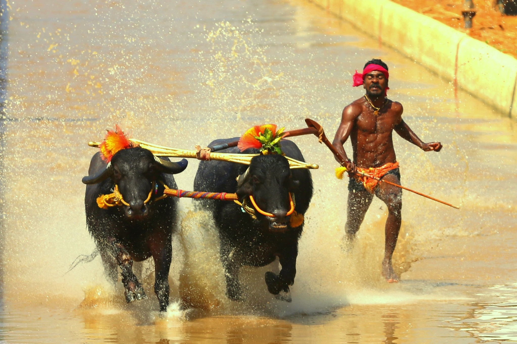 ‘Usain Bolt’ of Kambala Srinivasa Gowda