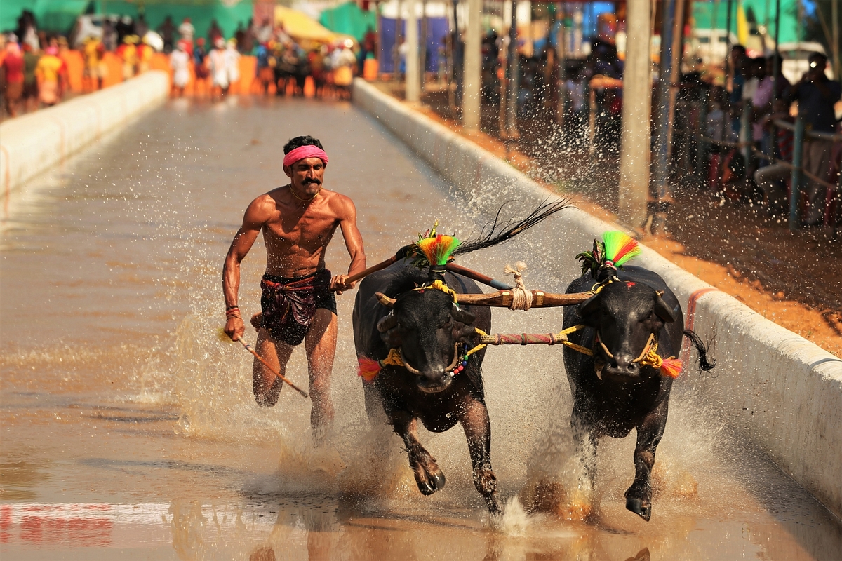 It is the adrenaline rush of Kambala that has kept its audience stable for centuries (Photo: HB/Mangaluru Kambala)